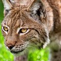 slides/IMG_8130.jpg wildlife, feline, cat, predator, fur, eurasian, lynx, eye, ear, detail, macro WBCW104 - Eurasian Lynx - Macro Detail